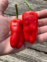 Load image into Gallery viewer, Frigitello (Pepper Seeds)