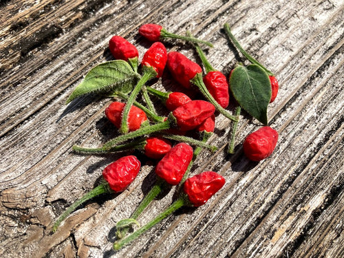 C. Annuum var Glabriusculum
 (Pepper Seeds)