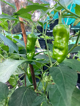 Load image into Gallery viewer, Golden Greek (Pepper Seeds)