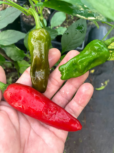 Golden Greek (Pepper Seeds)