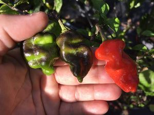 GKB x B9B Purple (Pepper Seeds)