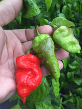 Load image into Gallery viewer, GKB x B9B Purple (Pepper Seeds)