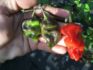GKB x B9B Purple (Pepper Seeds)