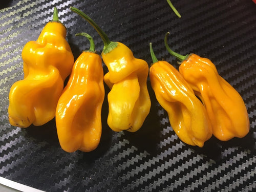 Goronong (Pepper Seeds)