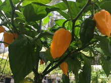 Load image into Gallery viewer, Grenada Seasoning (Pepper Seeds)
