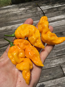 GhostScorpion Yellow (T-E) (Pepper Seeds)