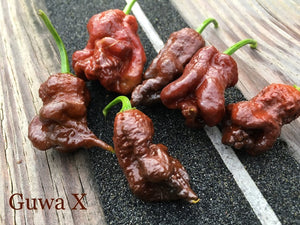 Guwa "X" Chocolate (Pepper Seeds)
