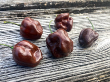 Load image into Gallery viewer, Habanero Chocolate (Pepper Seeds)