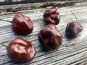 Habanero Chocolate (Pepper Seeds)