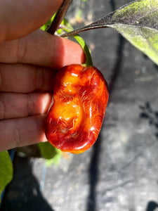 Dark Orange Horizon (Pepper Seeds) (Limited)
