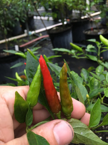 Hot Fingers (Pepper Seeds)
