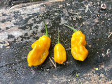 Load image into Gallery viewer, Yellow Horizon (Pepper Seeds)