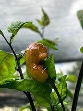 Load image into Gallery viewer, Yellow Horizon (Pepper Seeds)