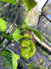 Load image into Gallery viewer, Yellow Horizon (Pepper Seeds)