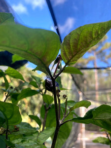 Yellow Horizon (Pepper Seeds)