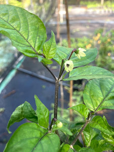 Yellow Horizon (Pepper Seeds)