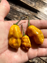 Load image into Gallery viewer, Yellow Horizon (Pepper Seeds)