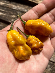 Yellow Horizon (Pepper Seeds)