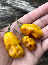 Load image into Gallery viewer, Yellow Horizon (Pepper Seeds)