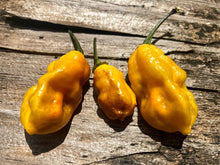 Load image into Gallery viewer, Yellow Horizon (Pepper Seeds)