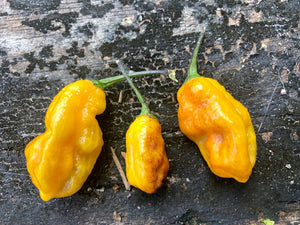 Yellow Horizon (Pepper Seeds)