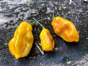 Yellow Horizon (Pepper Seeds)