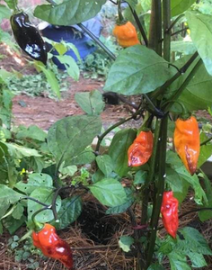 Horizon Multicolor (Pepper Seeds)(Limited)