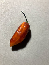Load image into Gallery viewer, Horizon Orange (Pepper Seeds)(Limited)