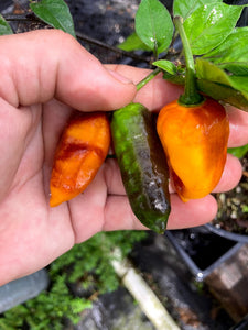 Horizon Orange (Pepper Seeds)(Limited)