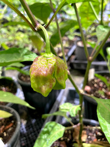 Wicked Horizon (Limited)(Pepper Seeds)