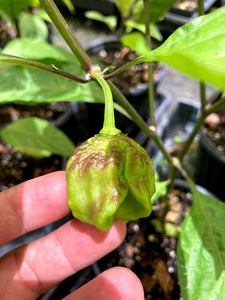 Wicked Horizon (Limited)(Pepper Seeds)