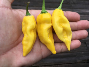 Habalokia Yellow (Pepper Seeds)