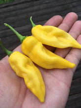 Load image into Gallery viewer, Habalokia Yellow (Pepper Seeds)