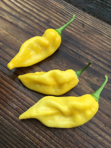 Habalokia Yellow (Pepper Seeds)