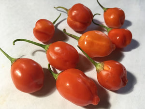 Inca Berry (Pepper Seeds)
