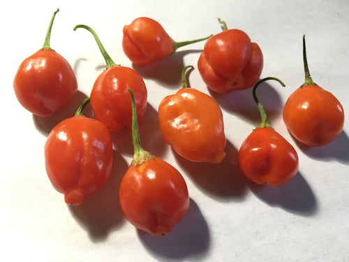 Inca Berry (Pepper Seeds)