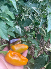 Load image into Gallery viewer, Barzakh (VSRP Poblano) (Pepper Seeds)