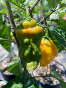 Yellow Horizon (Pepper Seeds)