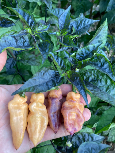 PJ Peach Ice (Pepper Seeds)