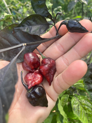 PJ Black Molten Mini (Pepper Seeds)