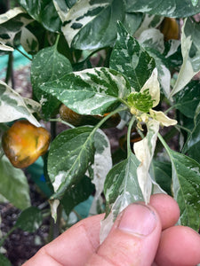 Knights Arch Angel (Pepper Seeds)