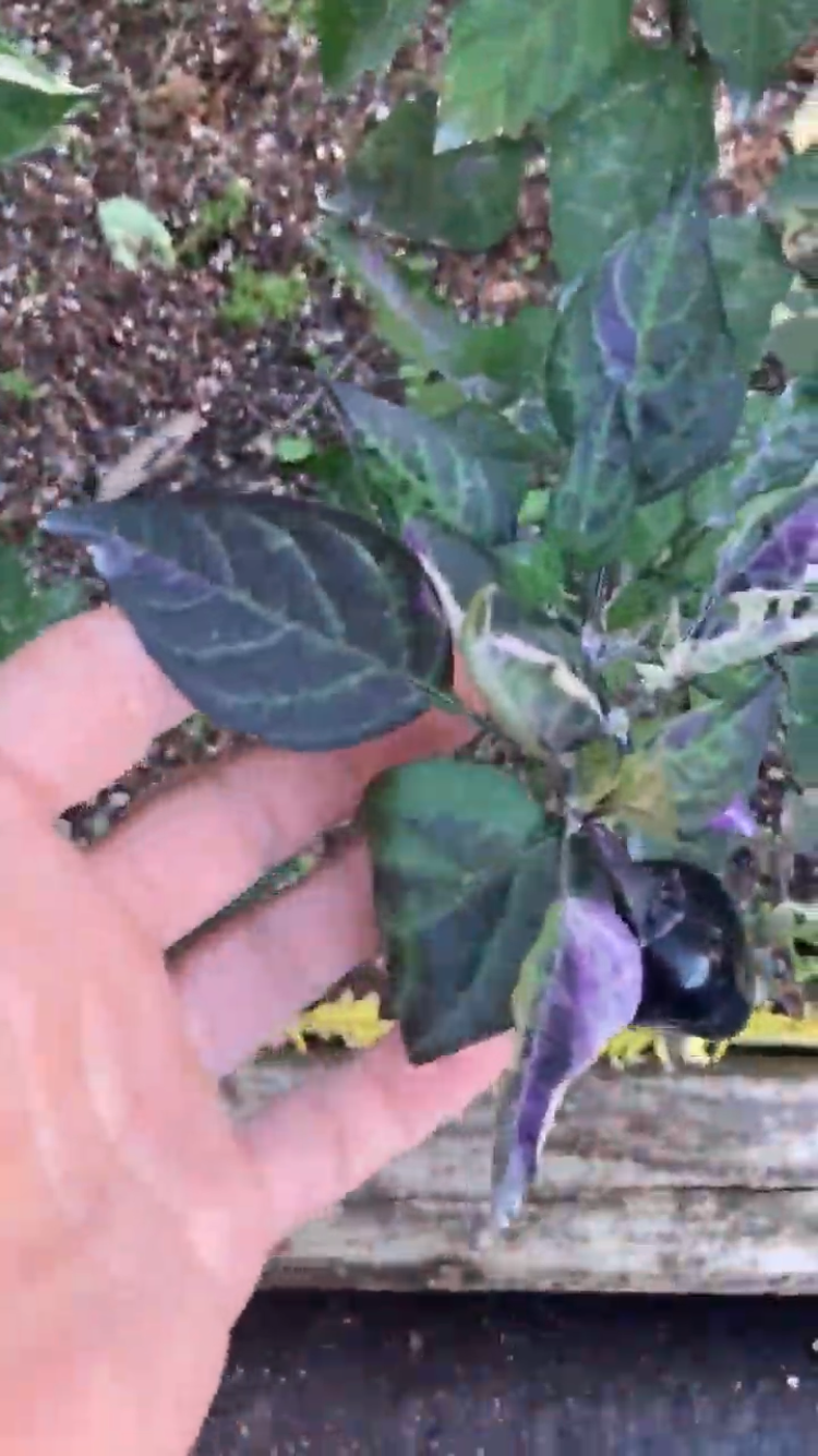potted poblano pepper plant Baltia (VSRP Poblano) (Pepper Seeds) – Towns-End Chili & Spice