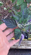 Baltia (VSRP Poblano) (Pepper Seeds)
