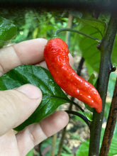 Load image into Gallery viewer, Tiger Caramel (Pepper Seeds)