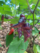 Load image into Gallery viewer, PJ Purple Molten (Pepper Seeds)