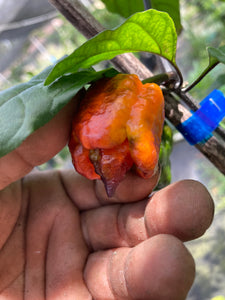 Perfect Horizon (Pepper Seeds)(Limited)