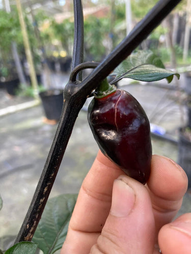 PJ Solid Black (Pepper Seeds)