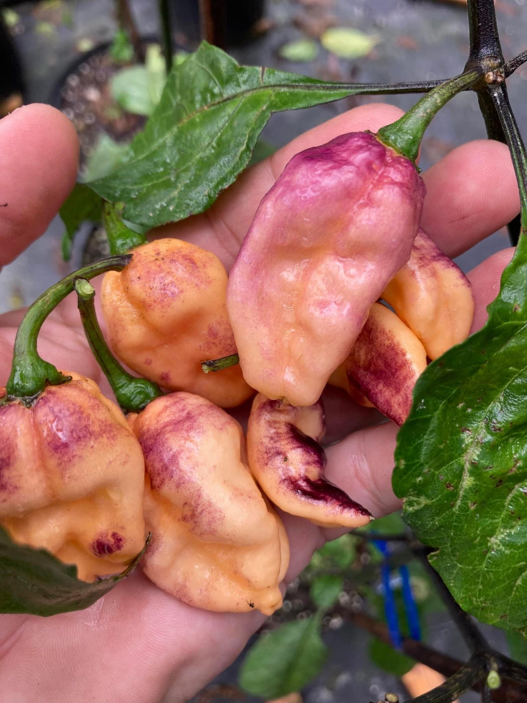 PJ Pink Ice (Pepper Seeds) (Limited)