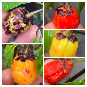 Purplegum (T-E Mix)(Pepper Seeds)