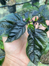 Load image into Gallery viewer, PJ Solid Black (Pepper Seeds)